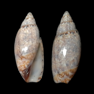 <i>Jaspidella jaspidea</i> Species of gastropod