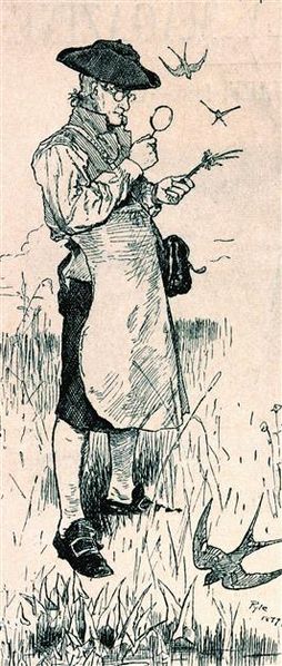 Drawing by Howard Pyle