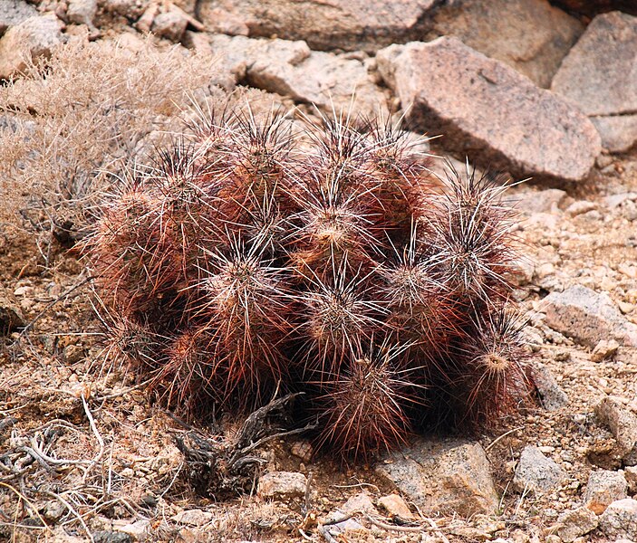 File:Joshua Tree NP - Hedgehog Cactus - 1.jpg