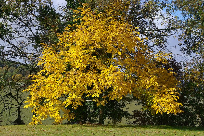 File:Juglans regia autumn 2009.jpg