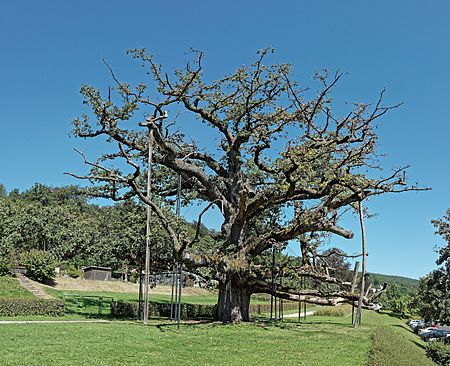 König Ludwig Eiche, Bad Brückenau