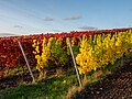 * Nomination Vineyard near Michelau in the Steigerwald --Ermell 08:33, 9 November 2020 (UTC) * Promotion  Support Good quality. --Aristeas 09:24, 10 November 2020 (UTC)