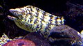 Kidako moray.JPG