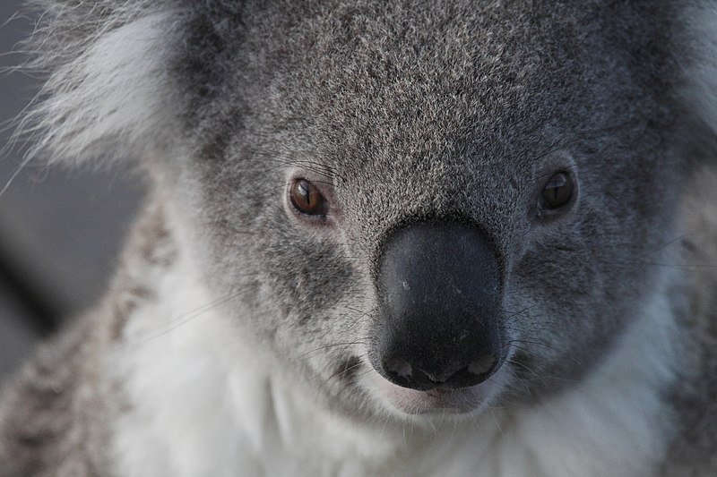 File:Koala (15229140678).jpg