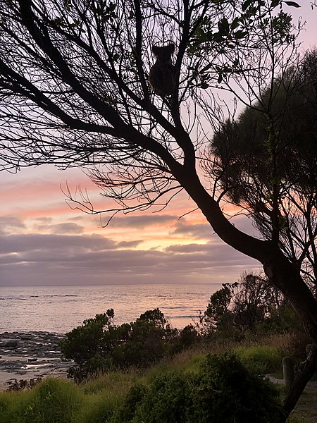 File:Koala Sunrise- Cape Otway National Park.jpg