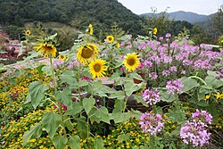 Florkampo en la Herbo-Insulo en Pocheon