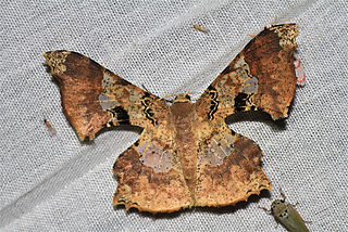 <i>Krananda</i> Genus of moths