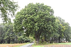 Ball oak Neuenkirchen