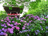 能護寺（アジサイ寺）とアジサイ