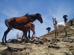 Two mares and a colt