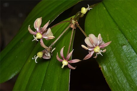 Kuntheria pedunculata