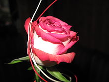 Květ růže (7).jpg