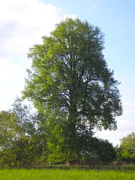 State Tree of The Czechia