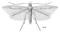 Batrachedra arenosella