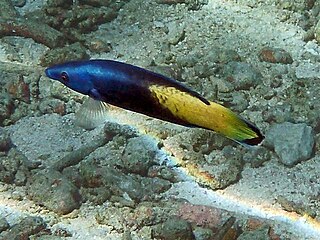 <i>Labroides bicolor</i> Species of fish