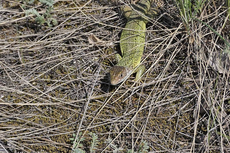 File:Lacerta viridis, Srbija (29).jpg