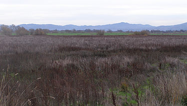 Typical habitat for L. vinculans on the Santa Rosa Plain looking east across the Laguna de Santa Rosa floodplain, with the Mayacamas Mountains in the background Lagunalookinge.jpg