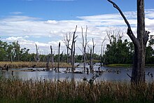 File:Lake_Mulwala_Stevage.jpg