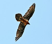 Gypaète barbu, Gypaetus barbatus, rapace des alentours du lac de l'Oule.