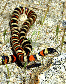 western king snake