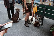 Deutsch: Erntedankumzug beim Landhausfest 2022 in St. Pölten anlässlich 100 Jahre Niederösterreich