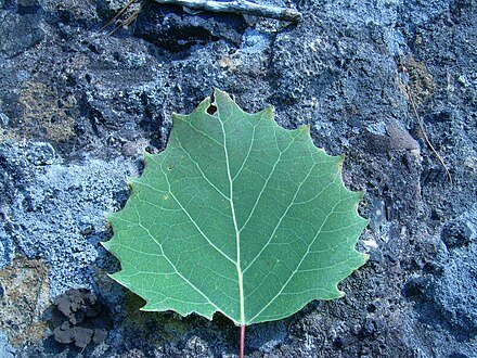 Big-Tooth Aspen leaf by Wikimedia Commons