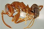 Miniatura para Lasius lasioides