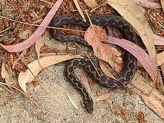 <i>Vipera latastei gaditana</i> Subspecies of snake