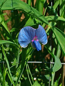 Lathyrus sativus 002.JPG