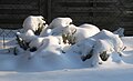 Lavandula angustifolia in winter.jpg
