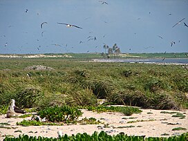 Laysan Island Interior.jpg