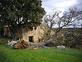 Chêne déraciné par la tempête