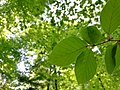 "Leaf_in_forest.jpg" by User:Vadim Sack