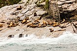 Lleons marins de Steller (Eumetopias jubatus), Badia de la Resurrecció.