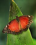 Miniatuur voor Bestand:Leopard Lacewing Cethosia cyane 2 Richard Bartz.jpg