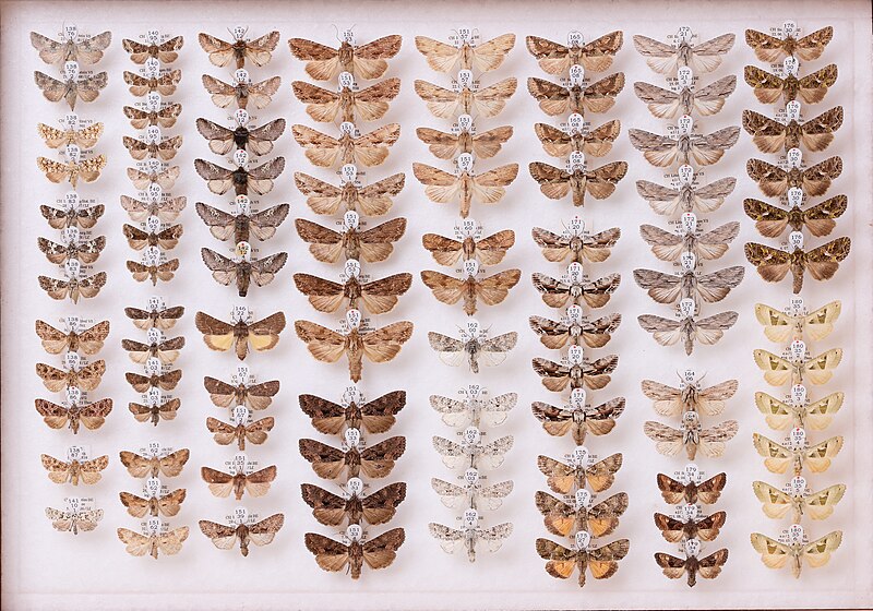 File:Lepidoptera Noctuidae (31135943010).jpg
