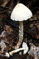 Forma ochraceosulfurescens Lepiota clypeolaria 171115w.JPG