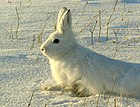 ウサギの種、ユキウサギ