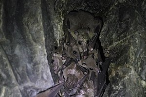 Leschenault's rousette Fulvous Fruit Bat Sikkim India.jpg