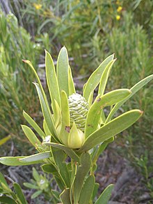 Leucadendron meridianum 48507486.jpg