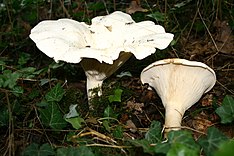 Leucopaxillus giganteus 20070817wa.JPG