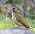 Levaillant's Green Woodpecker (Picus vaillantii).jpg