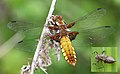 * Nomination: Libellula_depressa. By User:Alun Williams333 *  Comment Nomination not signed. --Hubertl 03:49, 6 June 2016 (UTC) Nominated by --Llywelyn2000 07.59, 6 June 2016 (UTC) * * Review needed