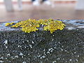 Lichens (17359341305).jpg