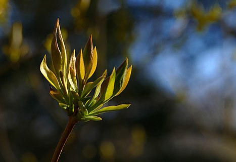 File:Lilac leaf buds at Myrstigen 2.jpg