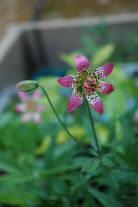 Tập_tin:Lilium_parvum_2.jpg