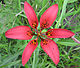 Lilium philadelphicum var.  philadelphicum.jpg