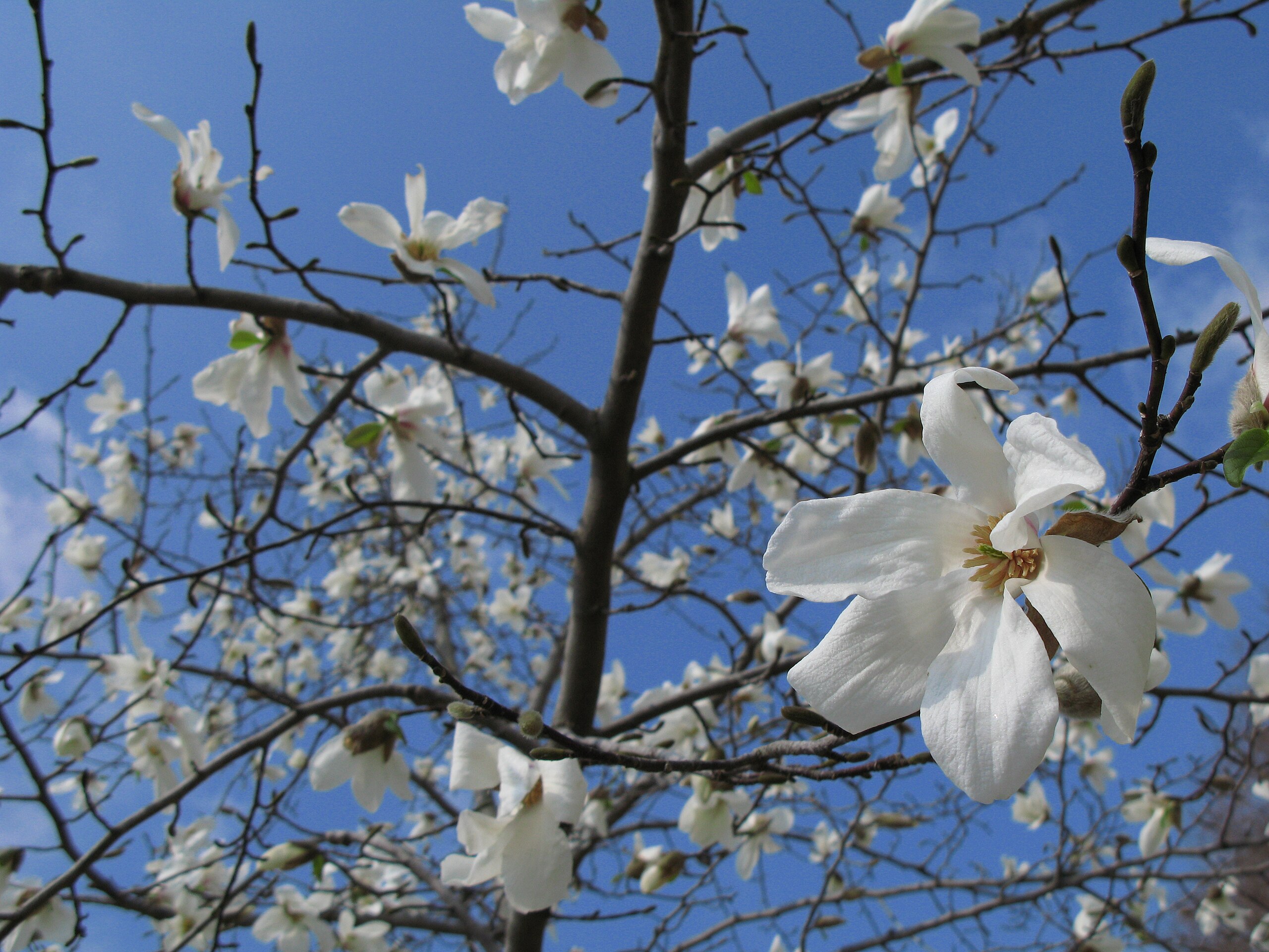 File Lily Magnolia 白木蓮 ハクモクレン Jpg Wikimedia Commons