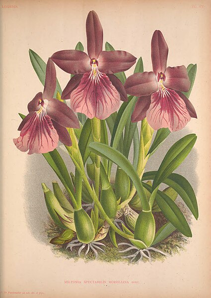 File:Lindenia - Iconographie des Orchidees - plate 105.jpg