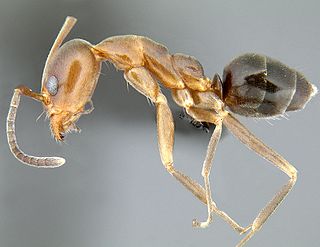 <i>Linepithema oblongum</i> Species of ant